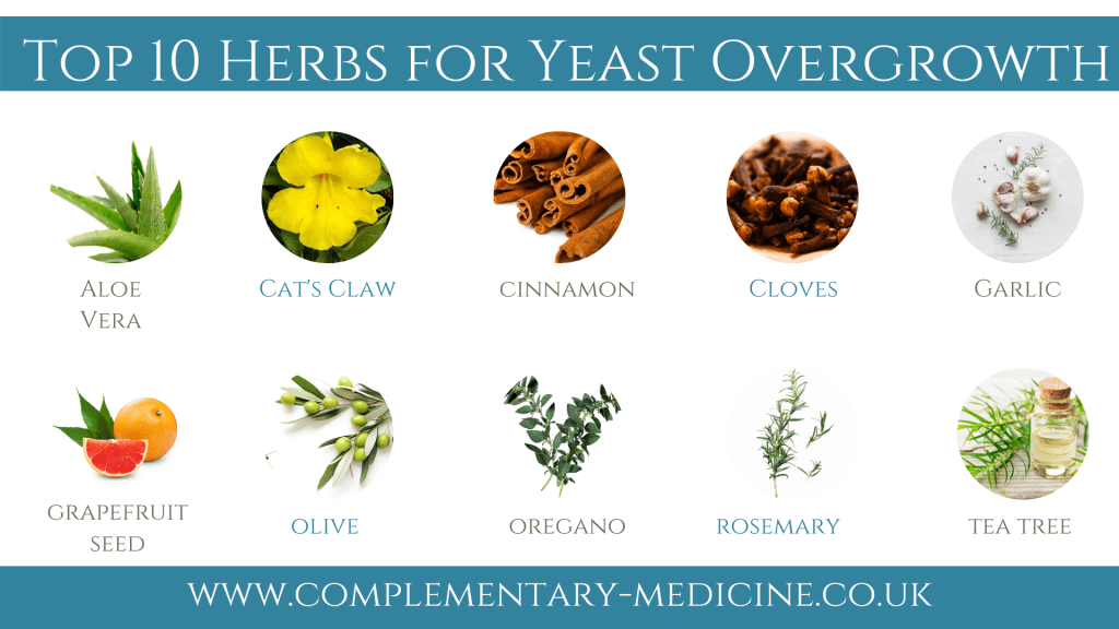Top 10 herbs for yeast overgrowth natural home remedies candida albicans thrush herbs for yeast overgrowth candida thrush oral vaginal natural remedies herbal medicine remedy relief homeopathy detox therapy leaky gut nutritional therapy therapist nutrition diet supplements food tea tree oil ringworm