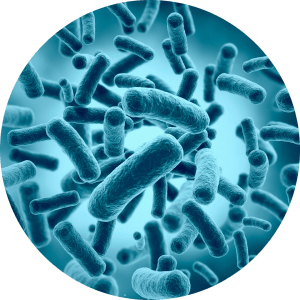 Friendly Bowel Bacteria